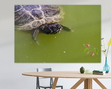 Tortue d'eau sur Thomas Riess