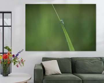 Little girl hanging on a blade of grass by Moetwil en van Dijk - Fotografie