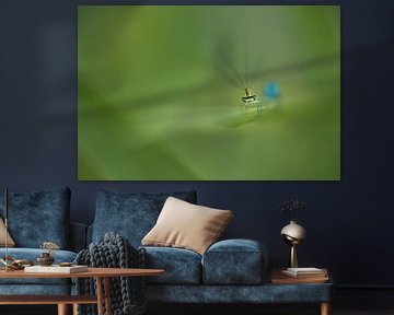 Schau der Kleinlibelle direkt in die Augen von Moetwil en van Dijk - Fotografie