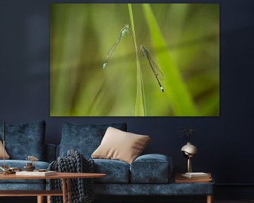 Damselflies between the greenery by Moetwil en van Dijk - Fotografie