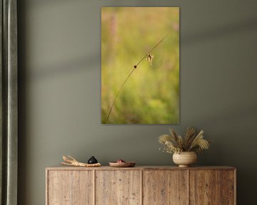 Balancing banded dragonfly by Moetwil en van Dijk - Fotografie