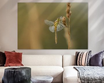 Une libellule sèche ses ailes sur Moetwil en van Dijk - Fotografie