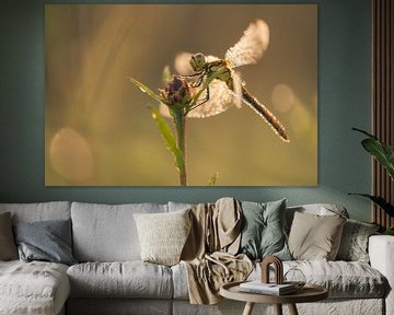 Libelle mit Tautropfen von Moetwil en van Dijk - Fotografie