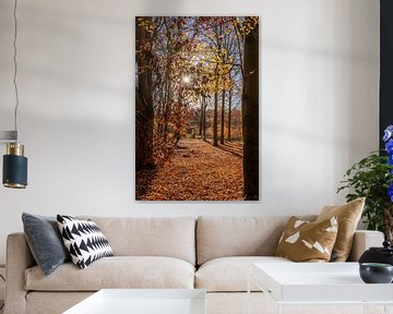 Journée d'automne ensoleillée dans la forêt sur Dafne Vos