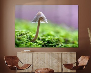 Mushroom by Evelyne Renske