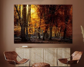 Light Matters (Forêt d'automne néerlandaise avec lumière douce) sur Kees van Dongen