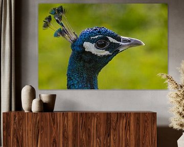 Peacock by Silvia Waajen