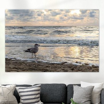 Heringsmöwe am Meer