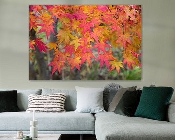 Japanischer Ahorn Herbstfärbung von SusaZoom