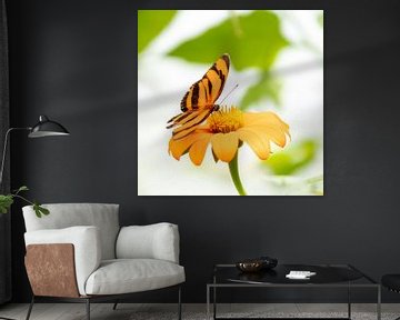 Papillon orange sur une fleur orange sur Evelyne Renske