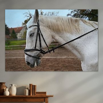 Fotoshooting mit weißem Pferd auf einem Reitplatz