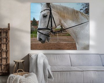 Fotoshoot met wit paard op een rijbak