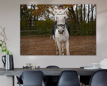 Training mit dem weißen Pferd auf einem Reitplatz im Herbst