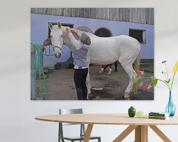 Training mit dem weißen Pferd auf einem Reitplatz im Herbst von Babetts Bildergalerie