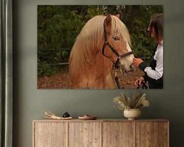 Photoshooting avec un Haflinger marron clair à la crinière beige