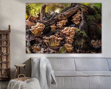 Aperçu de la chambre