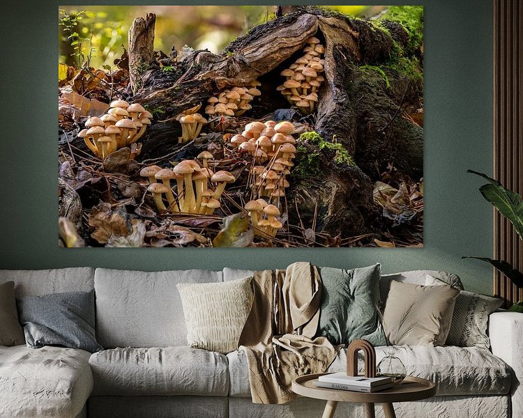 Aperçu de la chambre