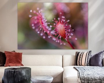 Colourful sundew. by Els Oomis