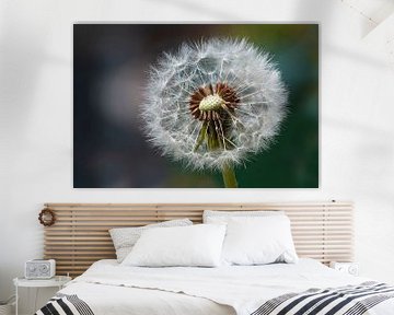 The fluffy ball of the dandelion. by Els Oomis