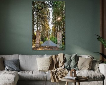 Avenue forestière avec clôture et soleil en forme d'étoile sur Dafne Vos