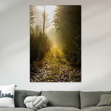 Forest path in the fog