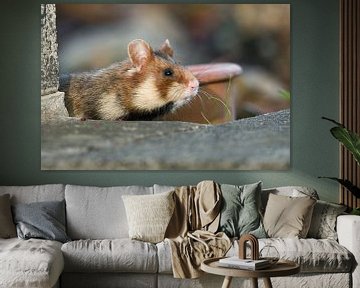 Wilde Hamster op steen van Rick van der Weijde