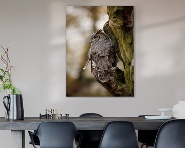 African Eagle Owl in a Tree by KB Design & Photography (Karen Brouwer)