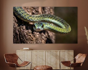 tree snake by inge drenth