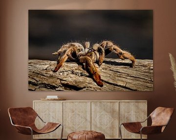 baboon spider