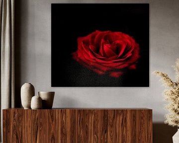 The Rose by Yvonne Van Hijum