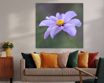 paarse lila  Cosmos bloem met geel hartje van Margreet Riedstra