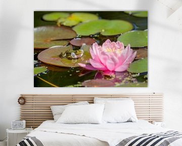 Teich mit einer rosa Seerose und einem Frosch von gaps photography