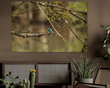 Eisvogel im Herbst von Peter Proksch