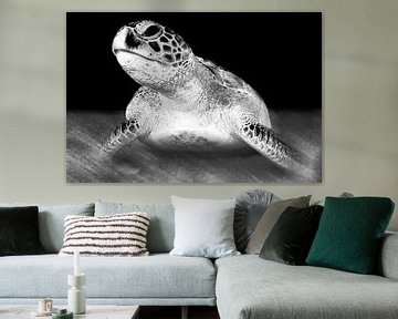 Sea turtle in black and white