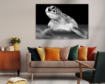 Zeeschildpad in zwart-wit van Filip Staes