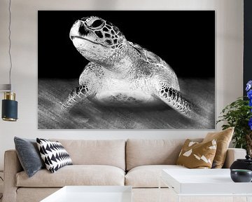 Tortue de mer en noir et blanc sur Filip Staes