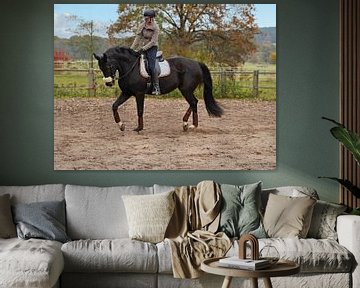 Training met het Beierse zwarte paard Baveria op een rijbak in de herfst