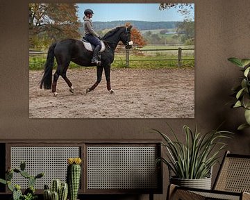 Training mit dem Bayer Rappen Baveria auf einem Reitplatz im Herbst