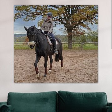 Training mit dem Bayer Rappen Baveria auf einem Reitplatz im Herbst