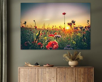 Prairie fleurie avec des coquelicots au coucher du soleil sur Fotos by Jan Wehnert