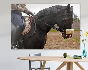 Training mit dem Bayer Rappen Baveria auf einem Reitplatz im Herbst