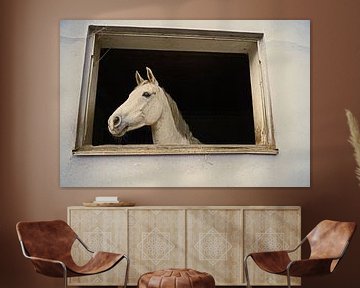 Fotoshooting mit weißem Pferd in einem Fenster des Reitstalls
