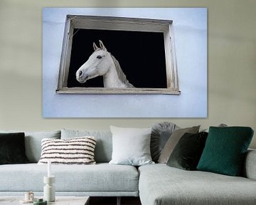 Séance photo avec un cheval blanc dans une fenêtre du centre équestre