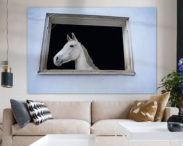 Fotoshoot met wit paard in een raam van de manege