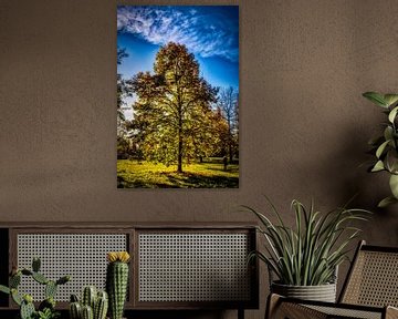 Arbre avec feuilles en contre-jour en automne sur Dieter Walther