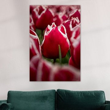 The Tulips:  by Marjolijn van den Berg