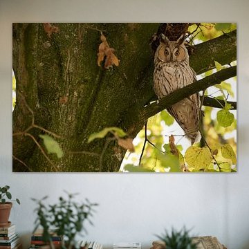 Waldohreule (Asio otus) in einem Baum