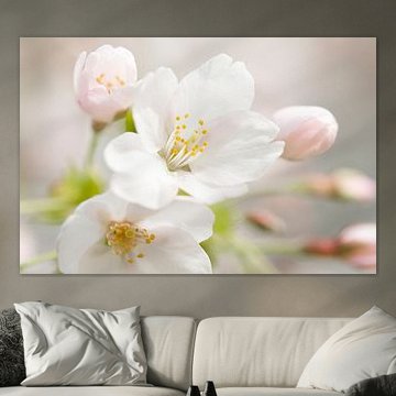 Japanische Kirschblüte