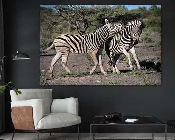 spielende Zebras von Othmar Blaser