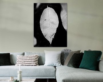 White Leaf